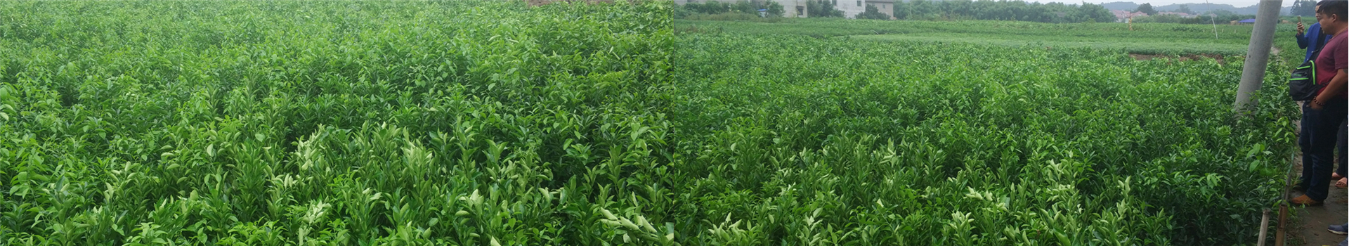  成森苗木基地展示