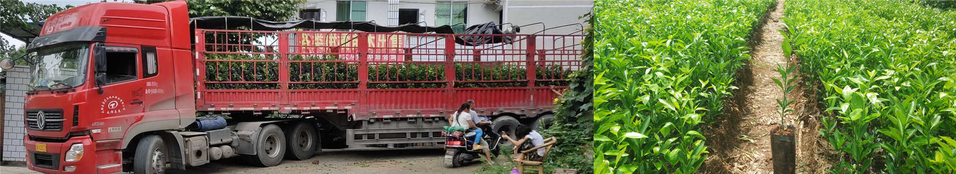  成森苗木装车现场