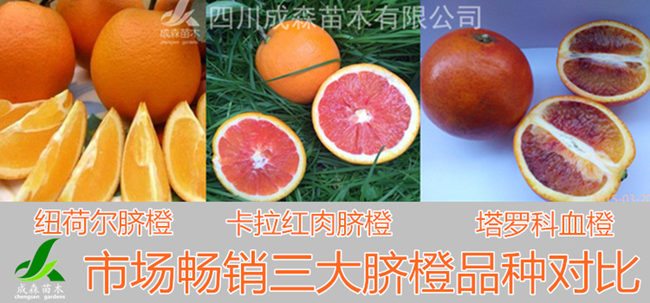 血橙那个品种好? 血橙那个品种好?