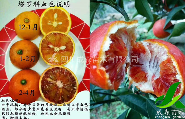 塔罗科血橙 塔罗科血橙