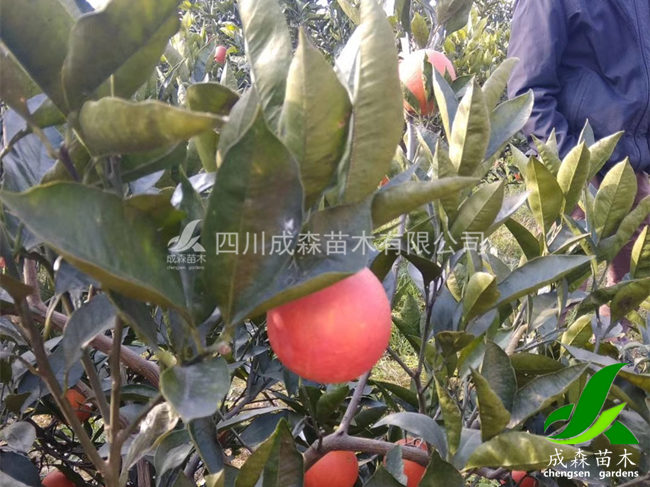 晚熟血橙8号 晚熟血橙8号