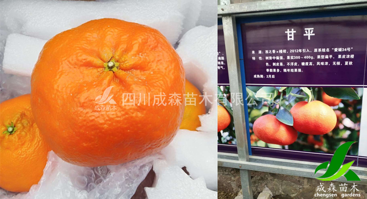 甘平柑橘