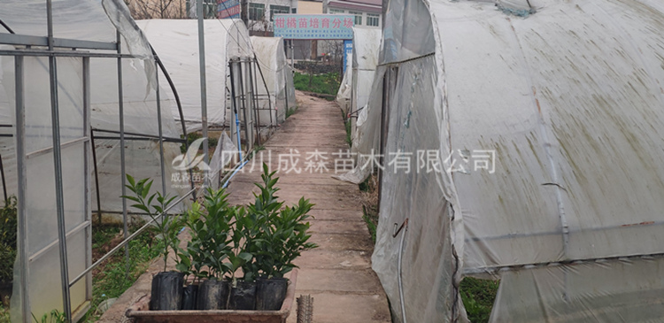 甘平柑橘挂果树