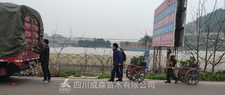 甘平柑橘挂果树