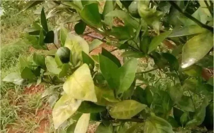 柑桔黄化 柑桔黄化