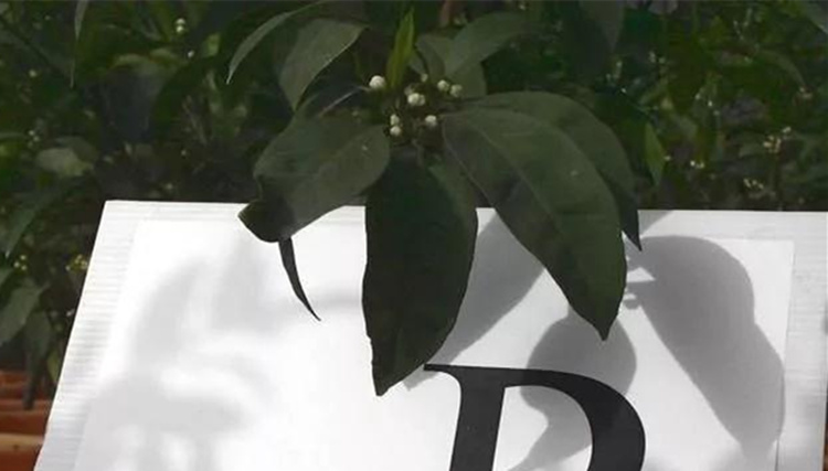 柑桔黄化 柑桔黄化