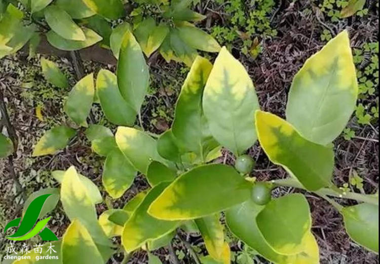 柑桔黄化 柑桔黄化