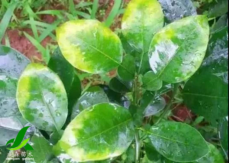 柑桔黄化 柑桔黄化