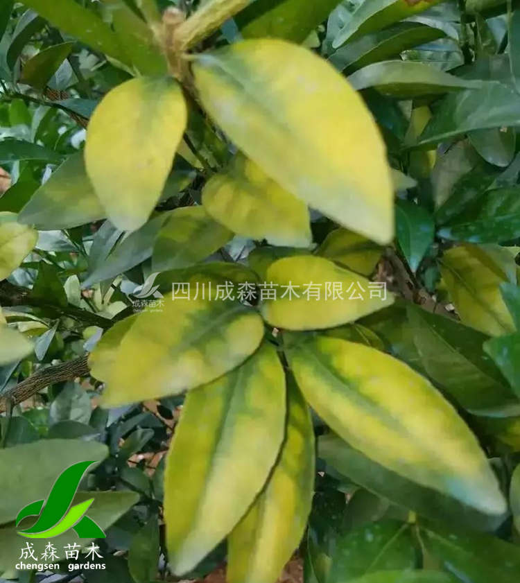 柑橘黄化 柑橘黄化