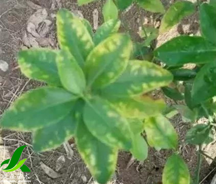 柑橘黄化 柑橘黄化