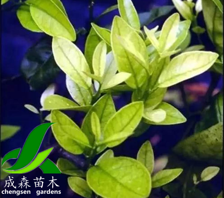 柑橘黄化 柑橘黄化