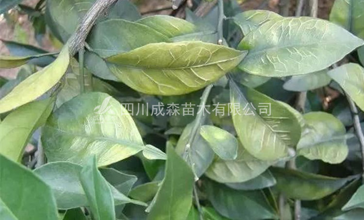 柑橘黄化 柑橘黄化