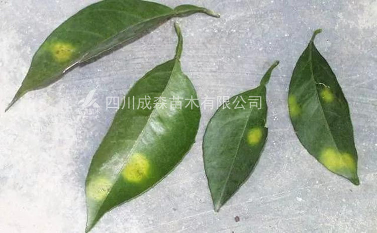 柑橘黄化 柑橘黄化