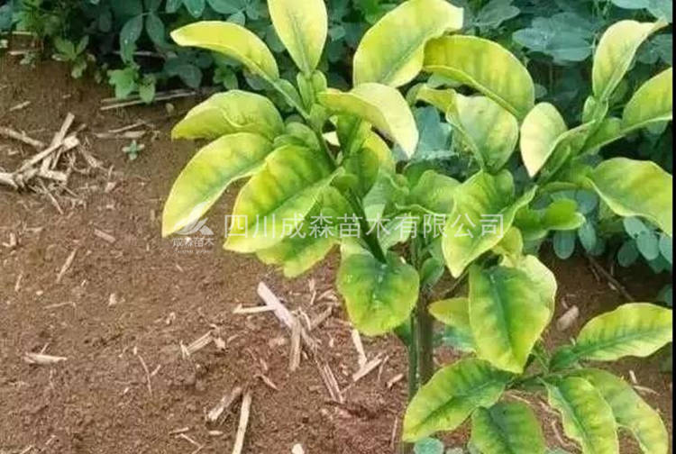 柑橘黄化 柑橘黄化