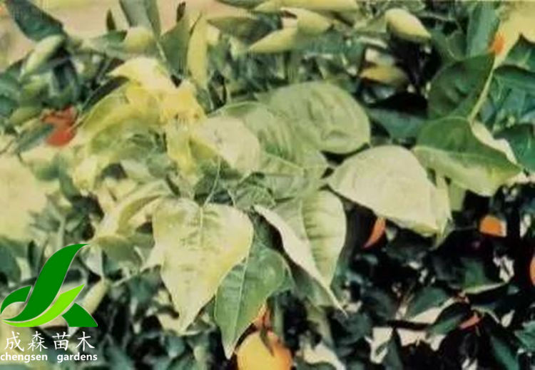 柑橘黄化 柑橘黄化