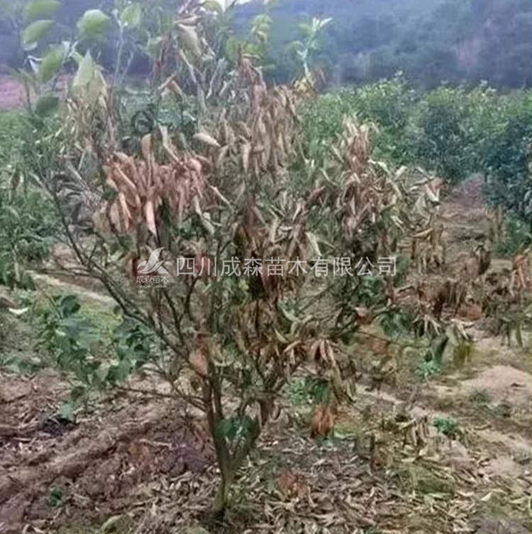 柑桔黄化原因 柑桔黄化原因
