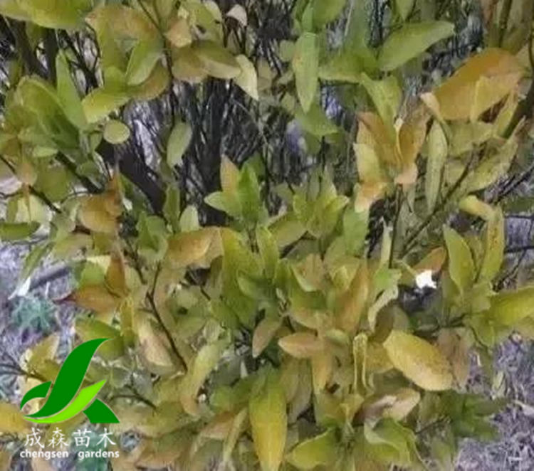 柑桔黄化原因 柑桔黄化原因