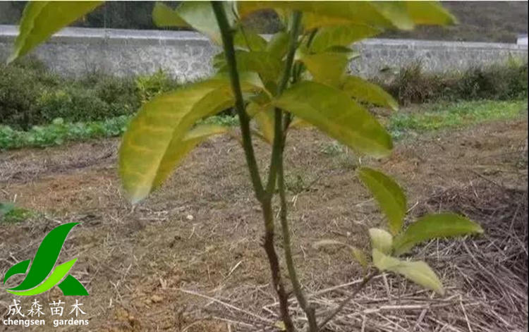 柑桔黄化原因 柑桔黄化原因