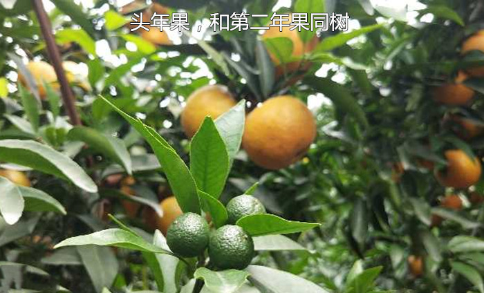 长叶香橙2号 长叶香橙2号