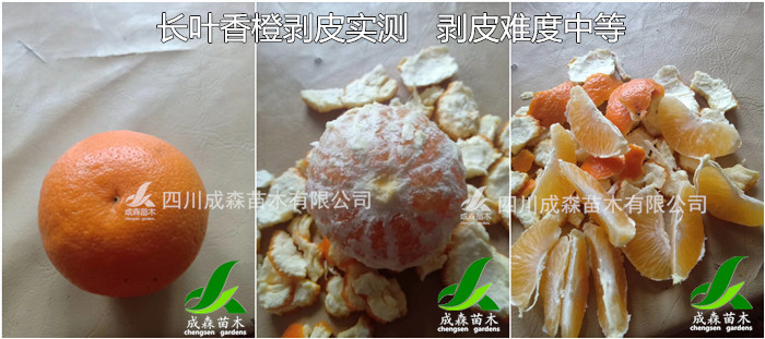 长叶香橙2号.jpg 长叶香橙2号.jpg