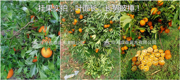 长叶香橙二号.jpg 长叶香橙二号.jpg