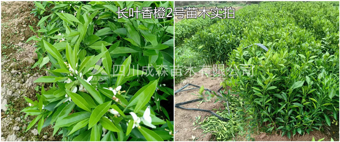 长叶香橙2号 长叶香橙2号.jpg