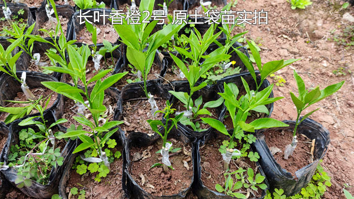 长叶香橙二号.jpg 长叶香橙二号.jpg