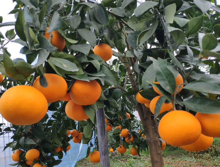 huang2.jpg huang2.jpg