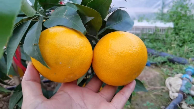 huang3.jpg huang3.jpg