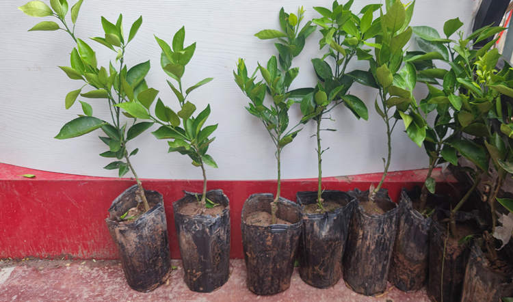 huang7.jpg huang7.jpg