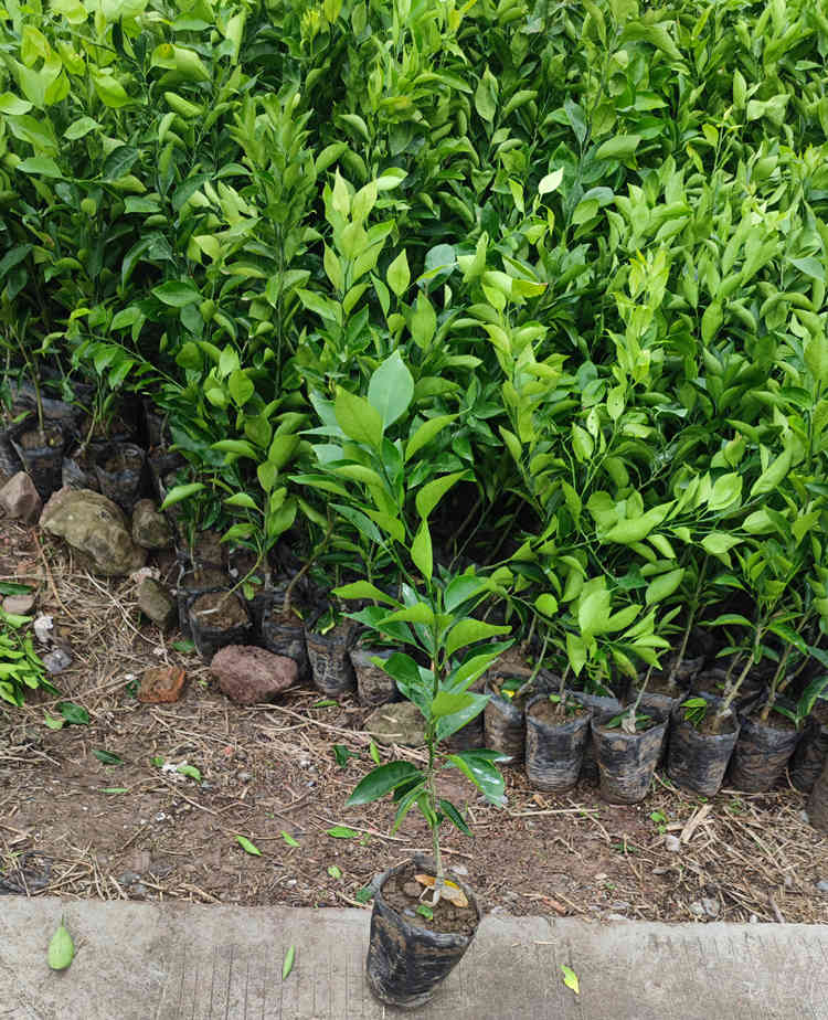 huang5.jpg huang5.jpg