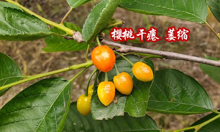 樱桃干瘪 樱桃干瘪