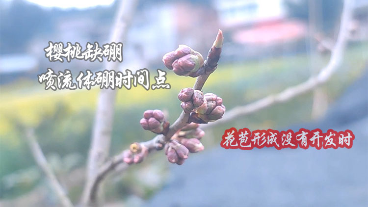 樱桃缺硼 樱桃缺硼